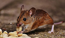 24 Hour & Emergency Exterminators in P C Beach, FL